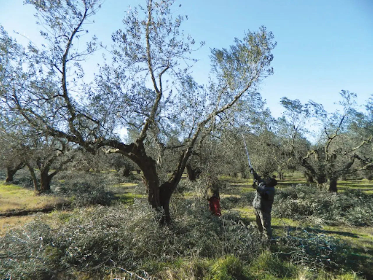 Non potare l’ulivo prima di aver visto questo: i 3 errori che rovinano il raccolto