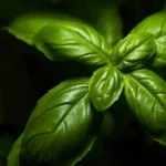 Non piantare il basilico in questa data: ecco il giorno esatto per garantirti foglie saporite