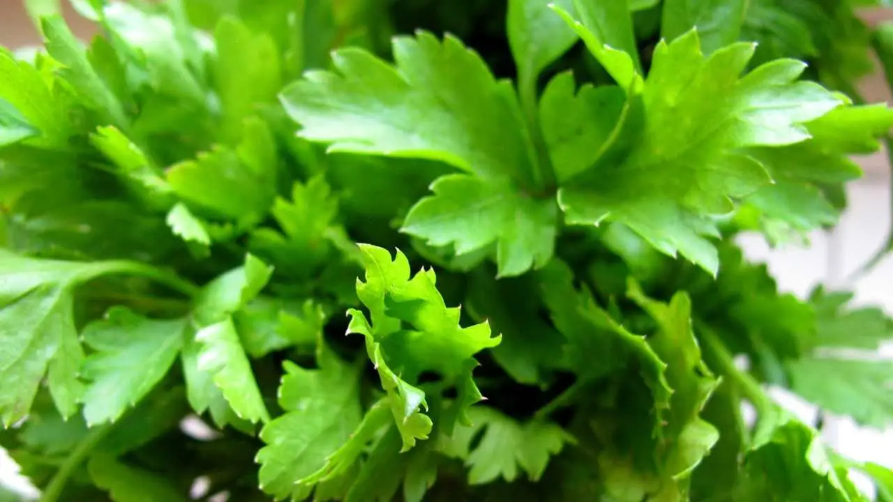 Il trucco segreto per far germogliare il prezzemolo: ecco perché i tuoi semi non nascono